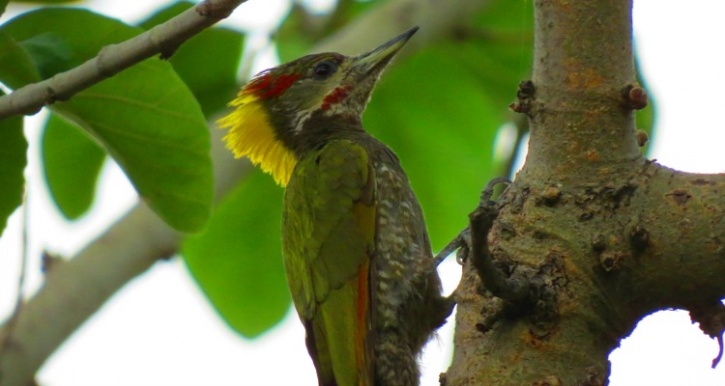 Lesser Yellow Nape Woodpecker